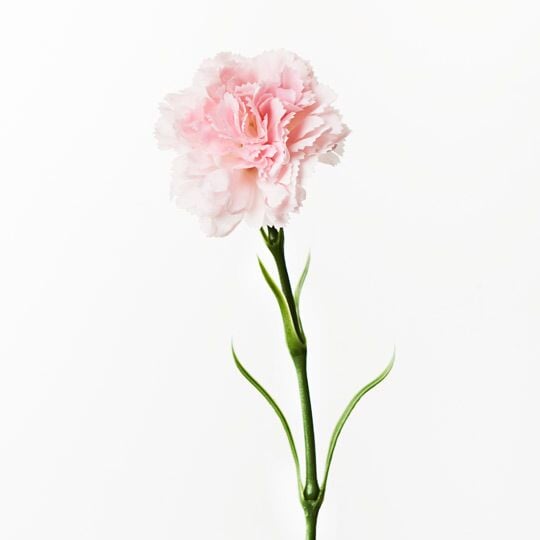Artificial Flora Carnation Light Pink 47CML
