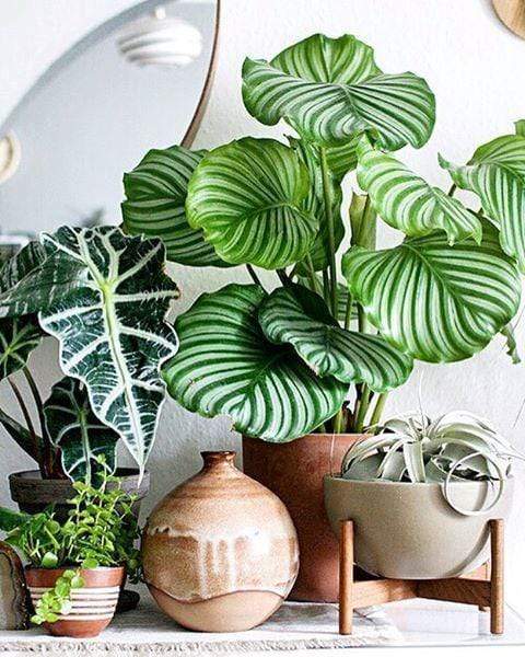 URBAN JUNGLE: The Indoor Plant Trend that has Designers Going Wild