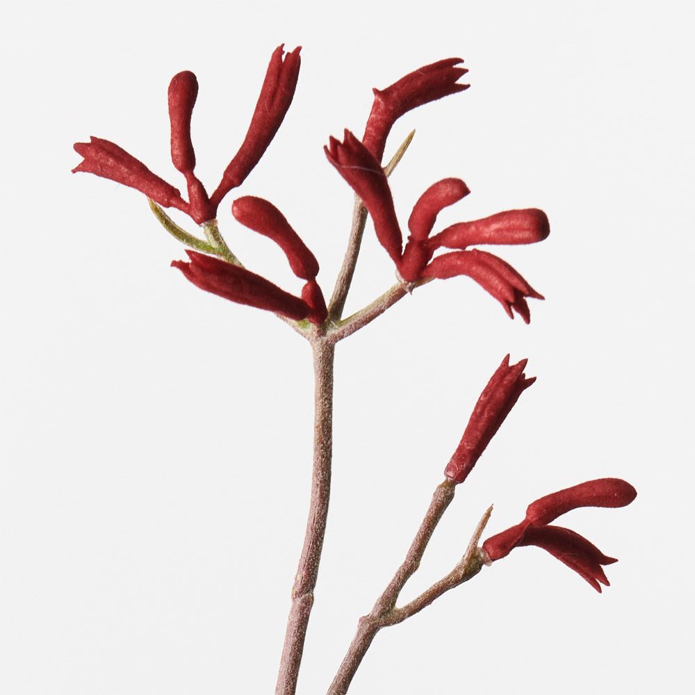 Artificial Flora Kangaroo Paw Burgundy 77cml