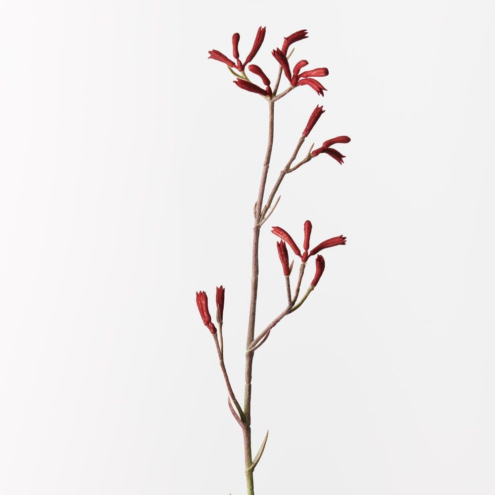 Artificial Flora Kangaroo Paw Burgundy 77cml