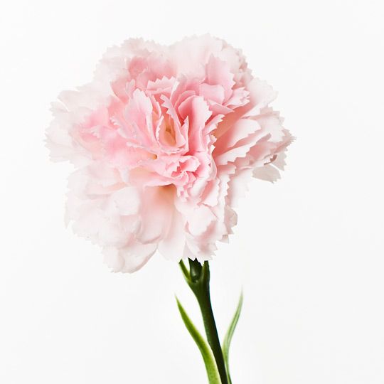 Artificial Flora Carnation Light Pink 47CML