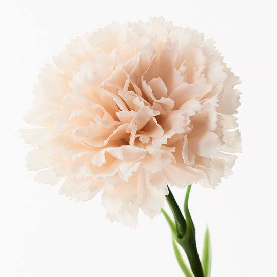 Artificial Flora Carnation Soft Pink 47CML