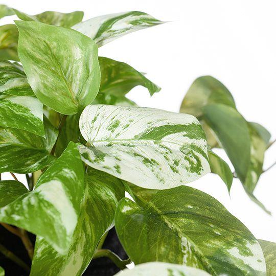 Artificial Flora Pothos Marble In Pot Variegated 20CMH