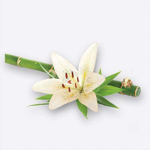 Candles & Candle Holders Large Candle Refill (Bamboo & White Lily)