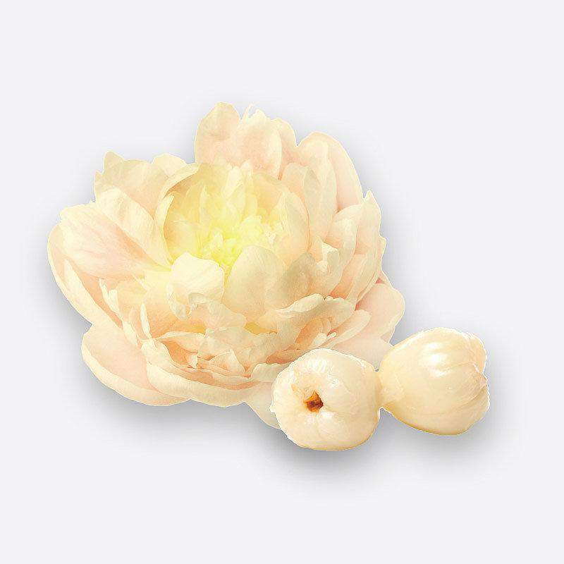 Candles & Candle Holders Large Candle Refill (Lychee Peony)