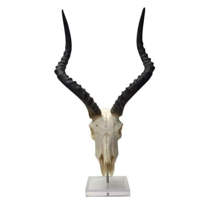 Africana Mounted Oiled Impala Horns & Skull--VAVOOM