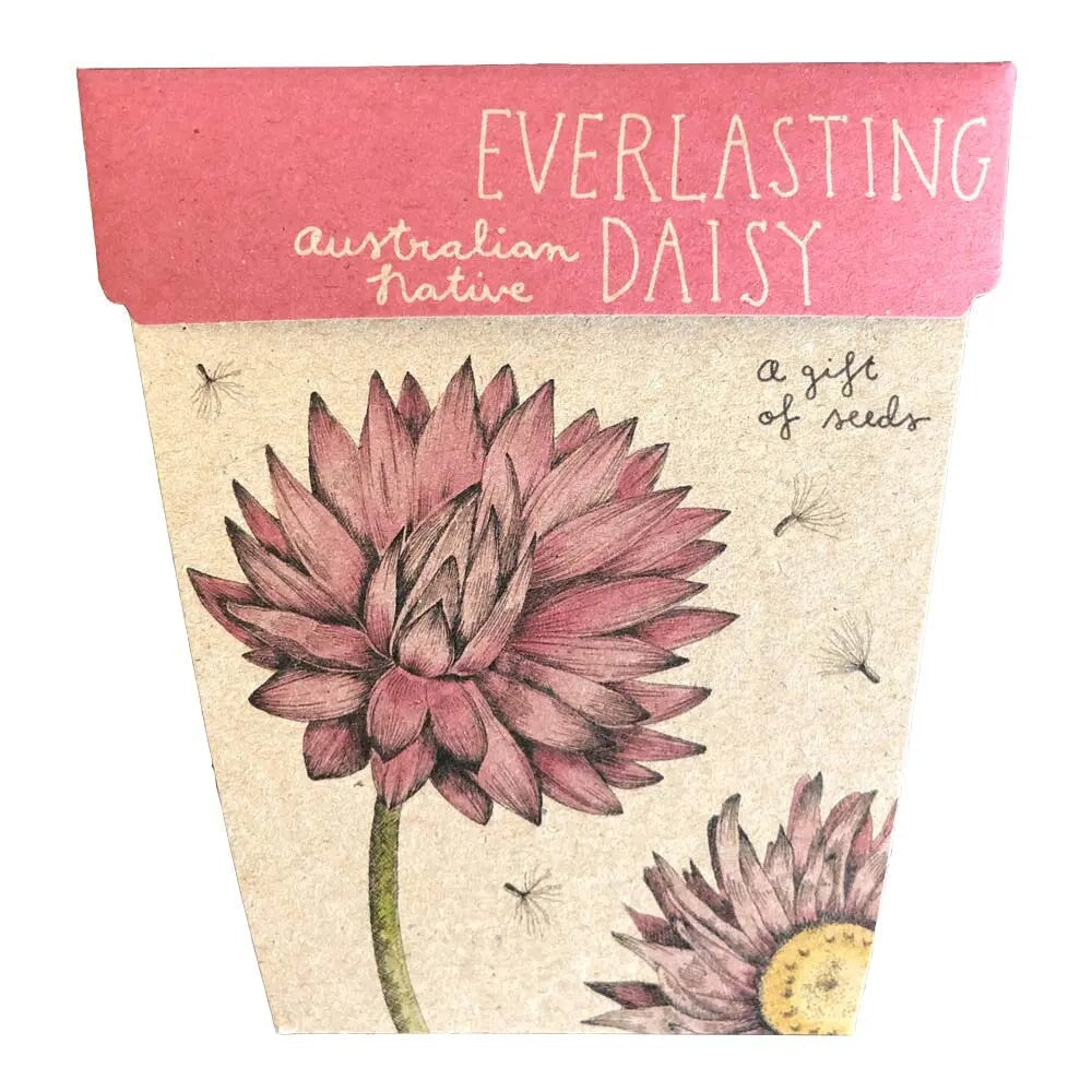 Greeting & Note Cards Everlasting Daisy Gift of Seeds