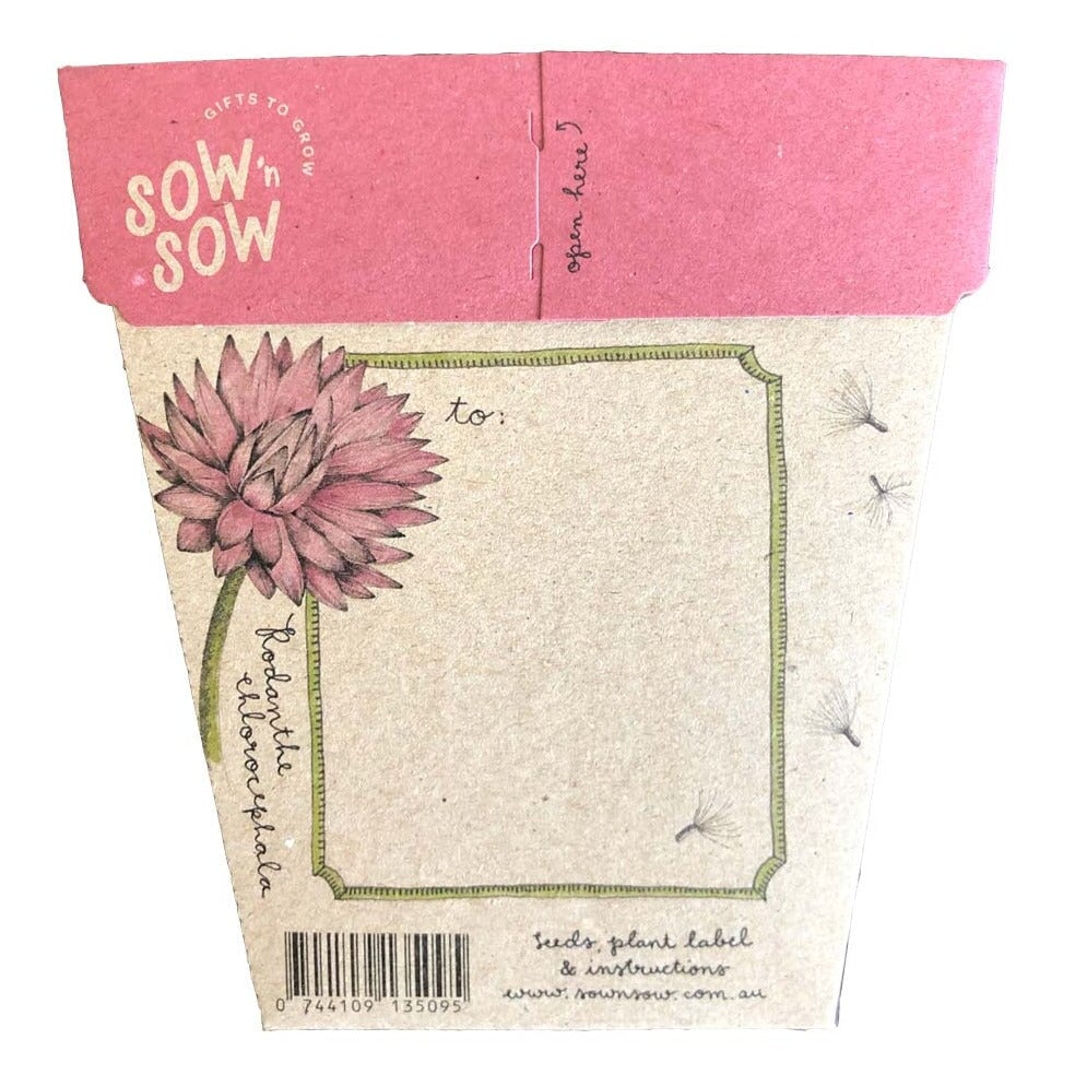 Greeting & Note Cards Everlasting Daisy Gift of Seeds